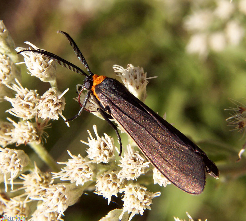 Yellow-collared Scape Moth