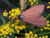 Wild parsnip: Pastinaca sativa