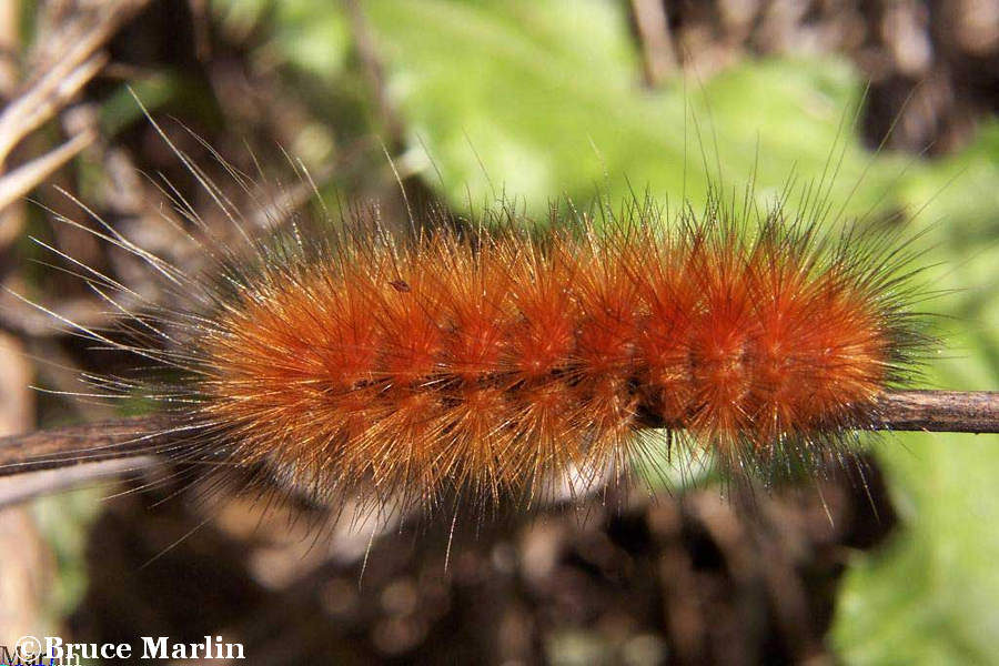 Yellow Bear Caterpillar