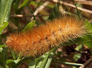 Yellow Bear Caterpillar