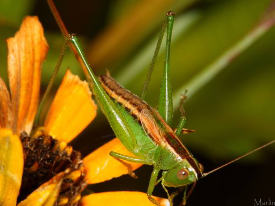 Green Katydid Bug
