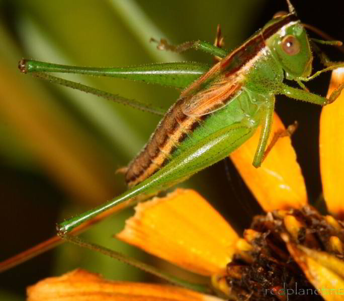 Straight-lanced Meadow Katydid - Conocephalus strictus
