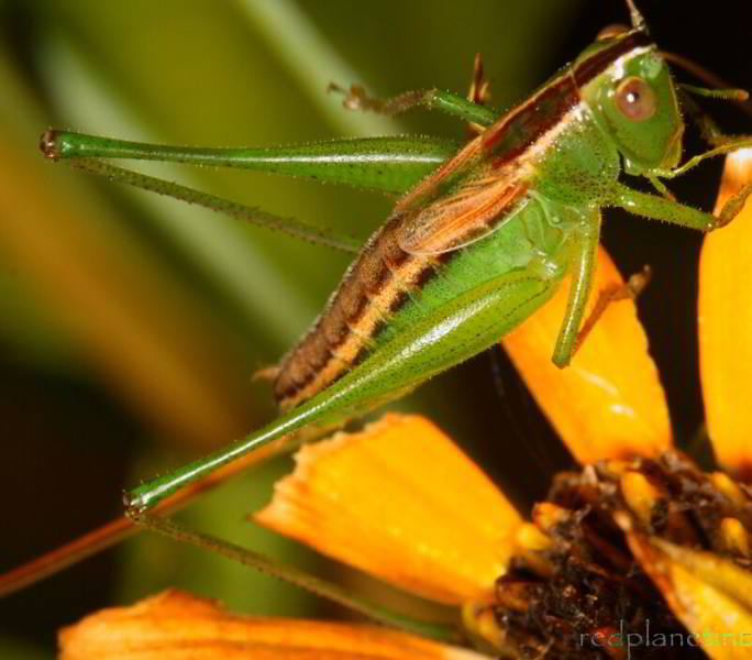 Straight-lanced Meadow Katydid - Conocephalus strictus