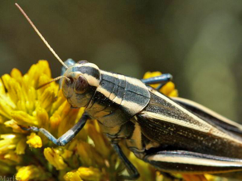Grasshopper - Melanoplus bivittatus