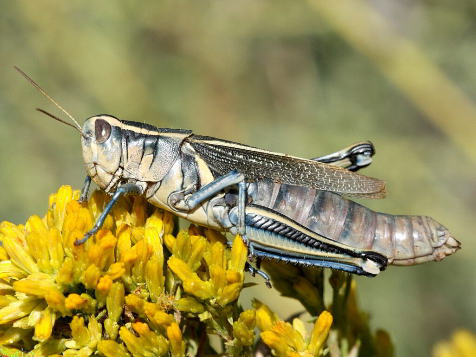 Grasshopper - Melanoplus bivittatus