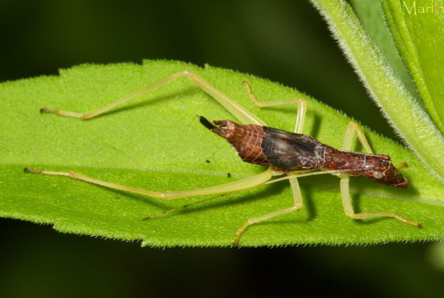 Neoxabea bipunctata