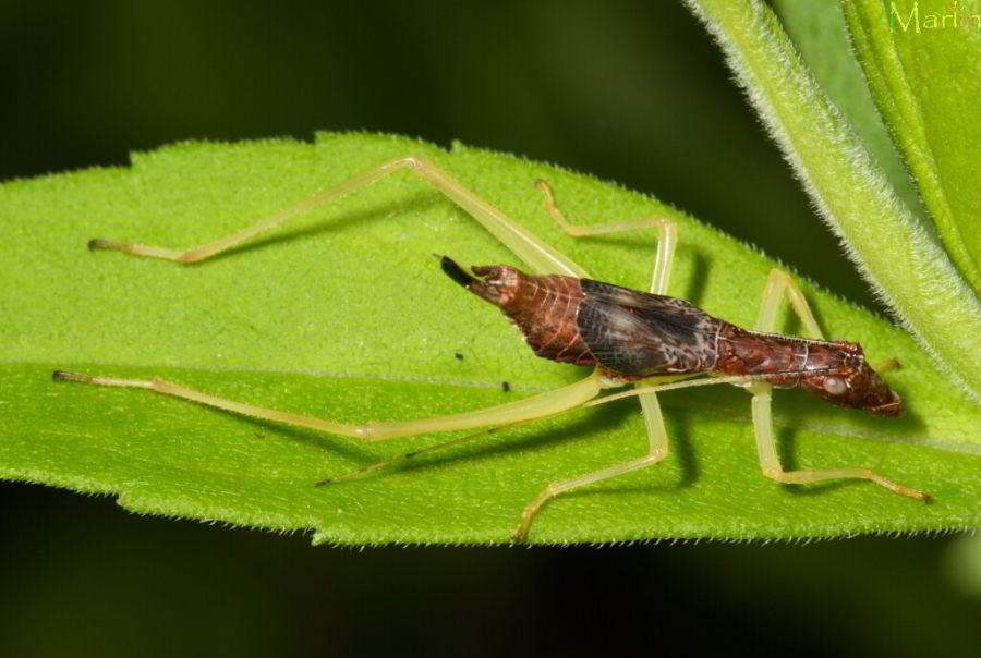 Neoxabea bipunctata