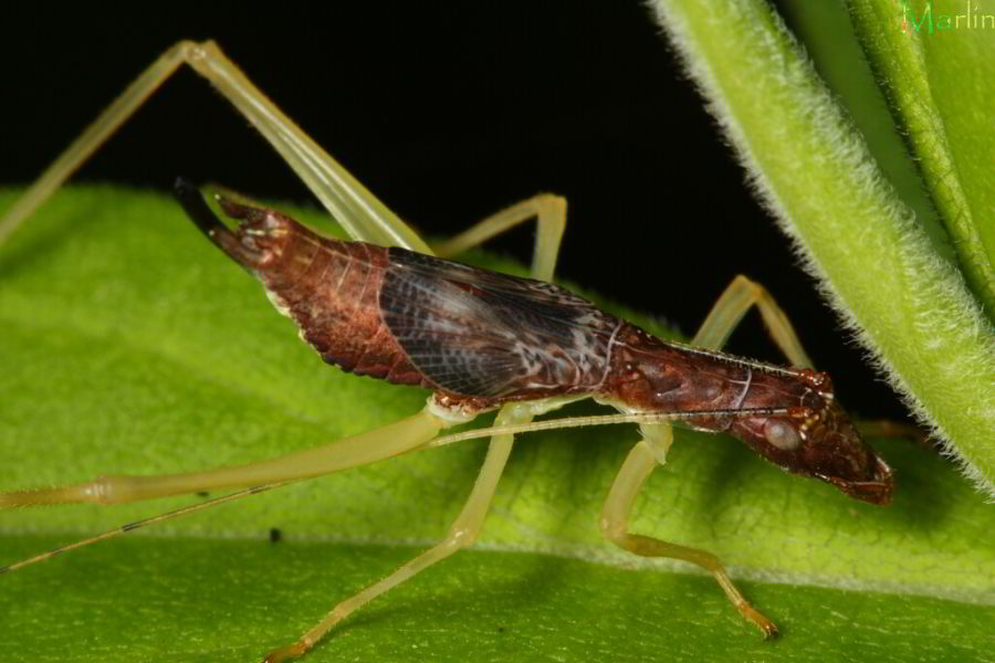 Two-Spotted Tree Cricket - Neoxabea bipunctata