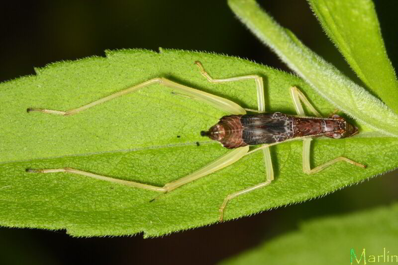 Two-Spotted Tree Cricket - Neoxabea bipunctata