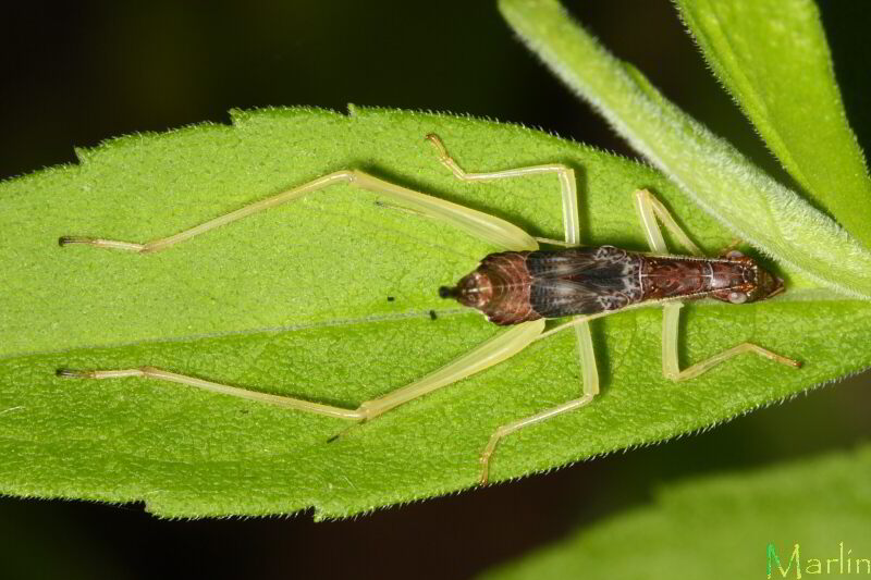 Two-Spotted Tree Cricket - Neoxabea bipunctata