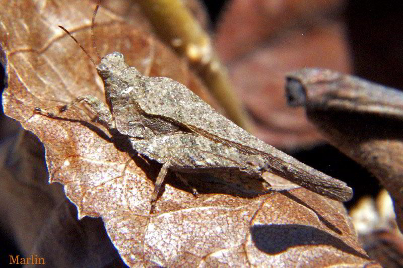 Pygmy Grasshopper - Tetrix arenosa