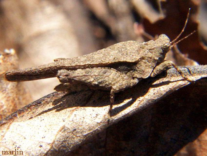 Pygmy Grasshopper - Tetrix arenosa