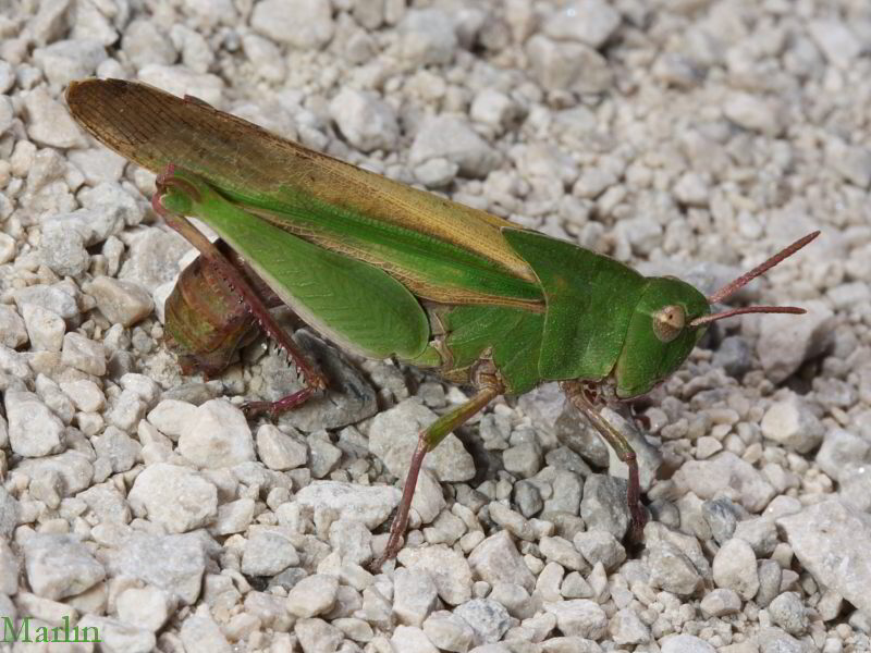 Northern Green-striped Grasshopper egg-laying