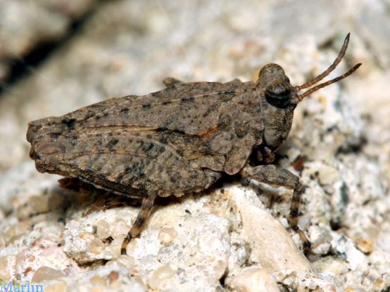 Hooded Grouse Locust, Paratettix cucullatus