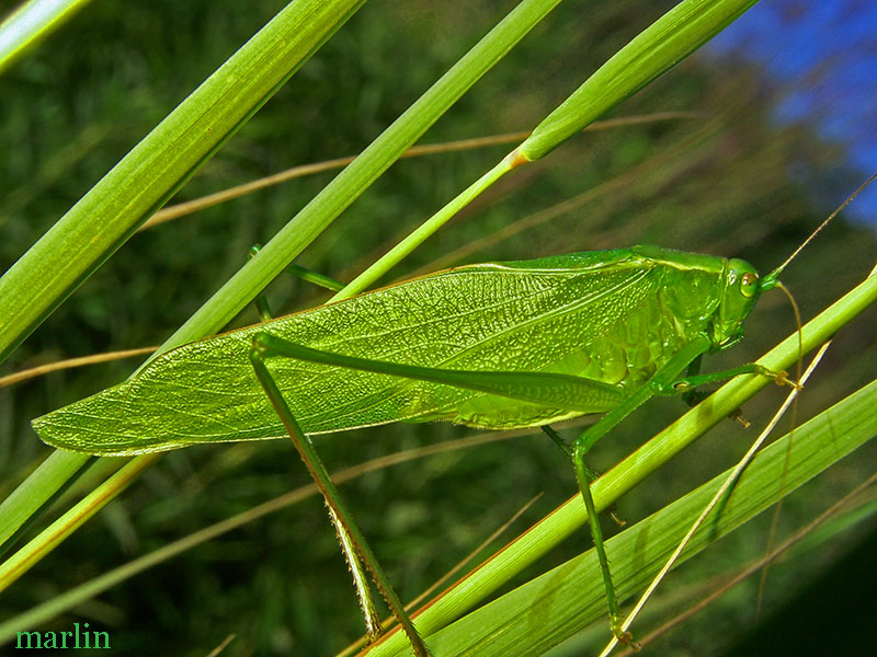 Bush Katydid