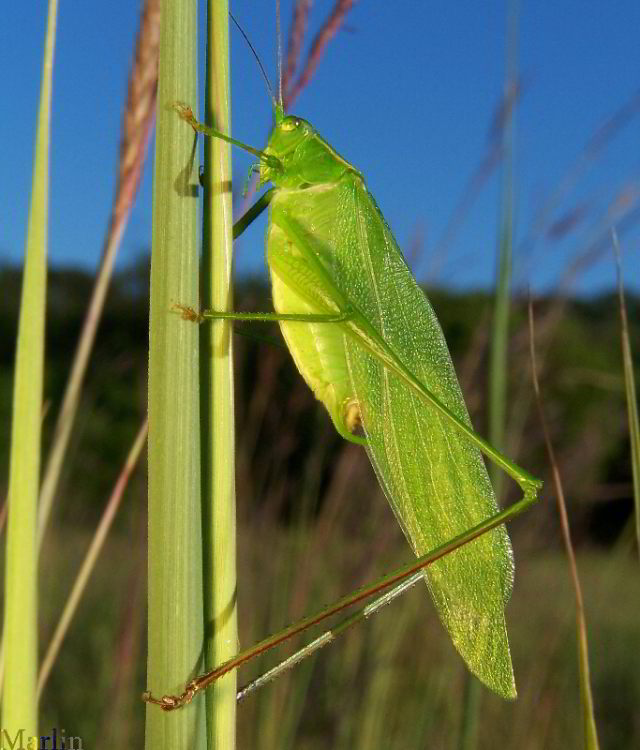 Bush Katydid