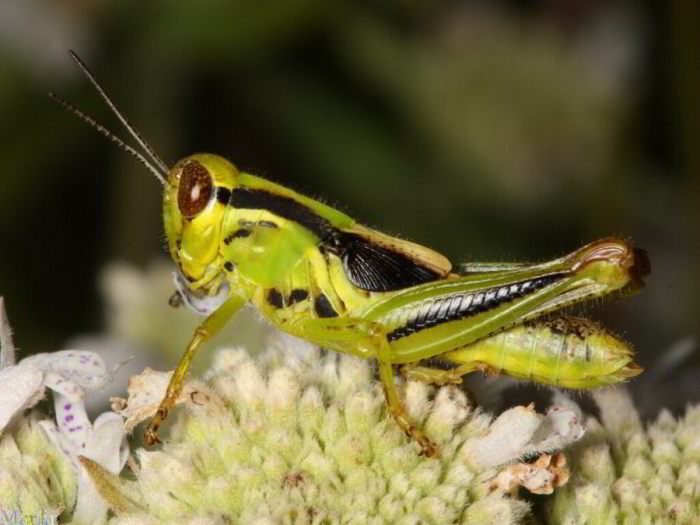 Fifth instar female nymph, Two-Striped Grasshopper - Melanoplus bivittatus