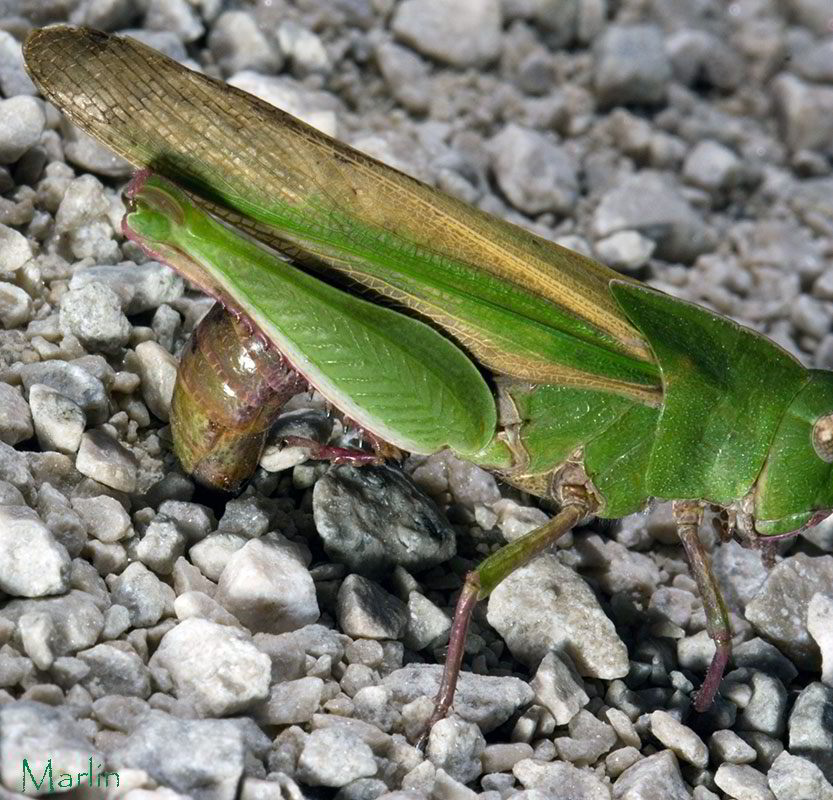 Northern Green-Striped Grasshopper Laying Eggs