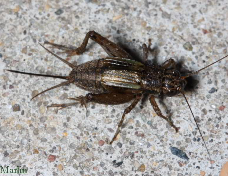 Striped Ground Cricket