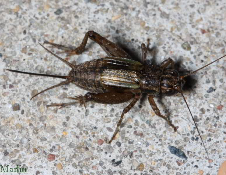 Striped Ground Cricket