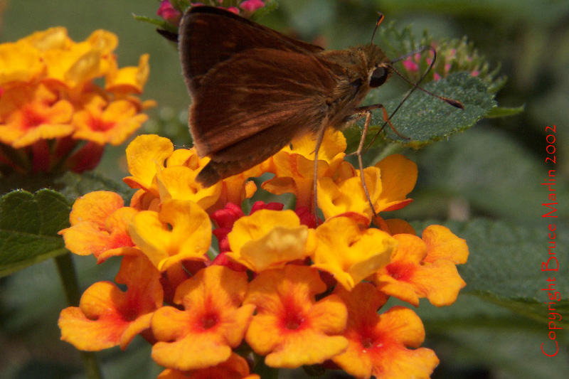Southern Broken Dash Skipper