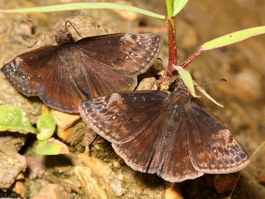 Wild Indigo Duskywing skippers