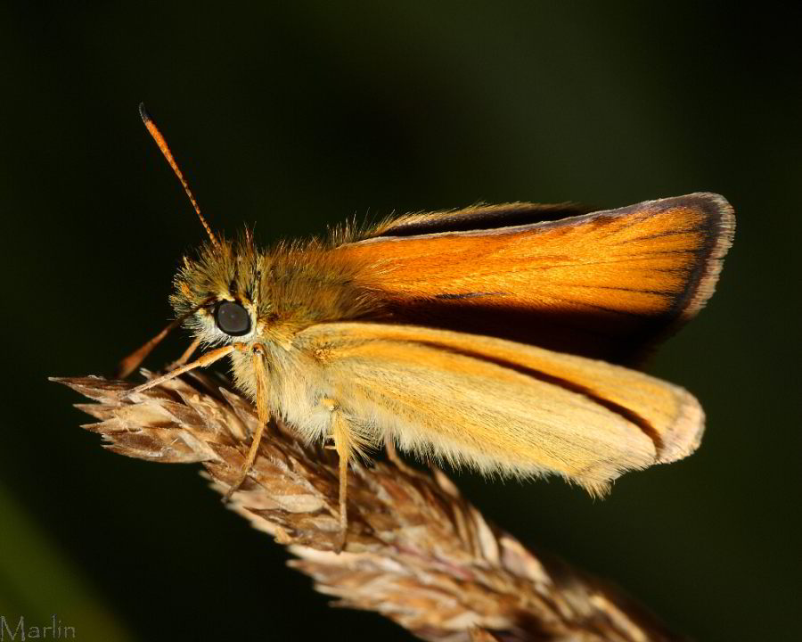 European Skipper Butterfly