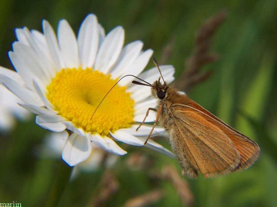 Least Skipper takes nectar at ox-eye daisy