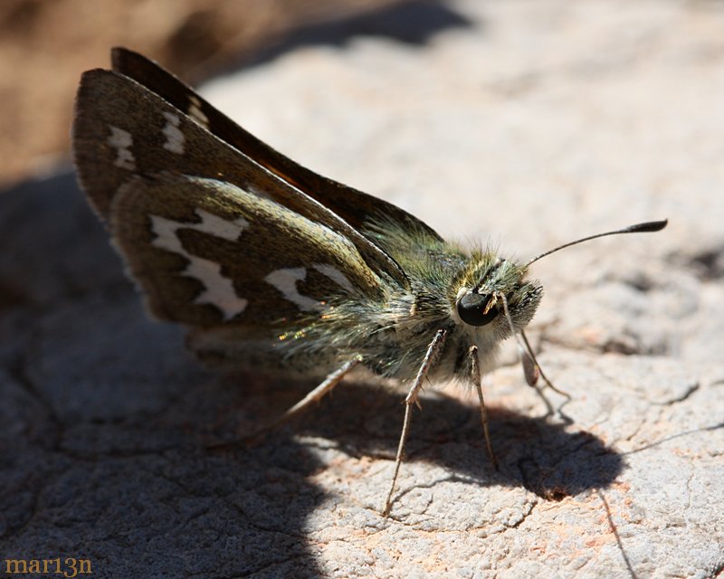 Juba Skipper Butterfly