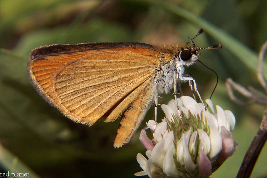 Least Skipper Butterfly takes nectar at clover flower