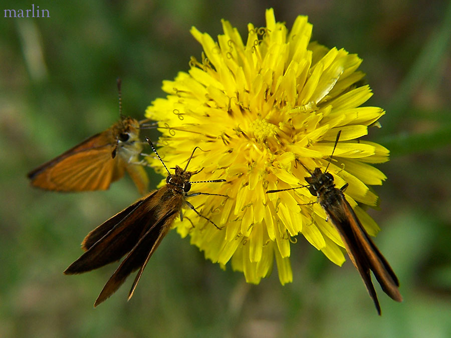 3 least skippers on dandelion