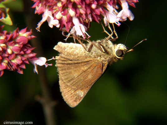 color photo little glassywing skipper butterfly