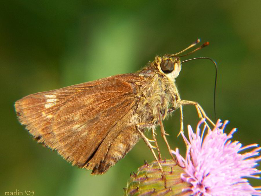 color photo little glassywing skipper butterfly on bull thistle