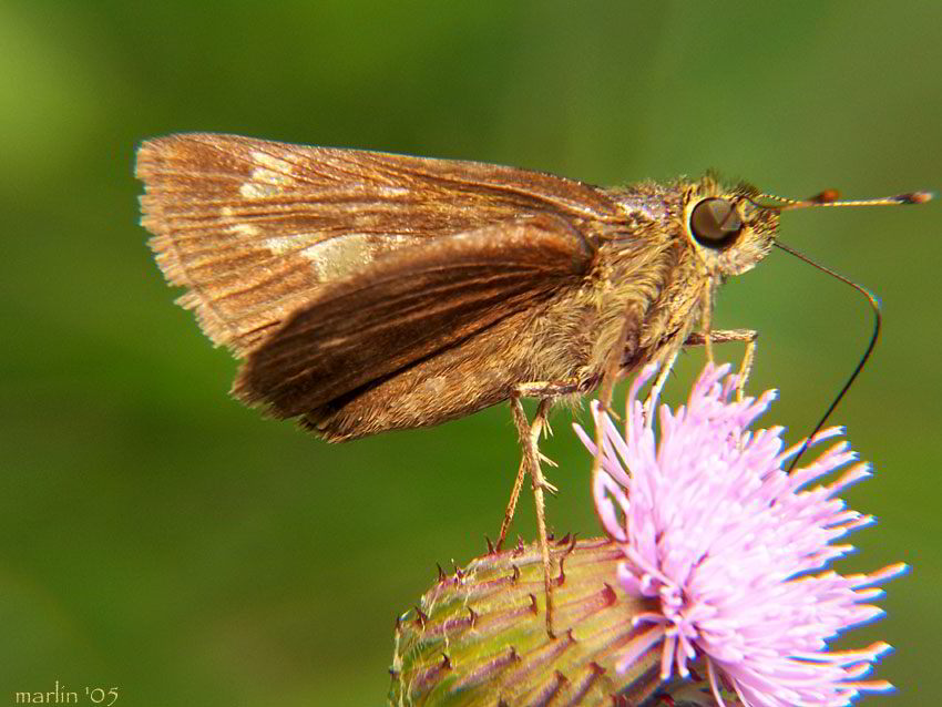 color photo little glassywing skipper butterfly on bull thistle