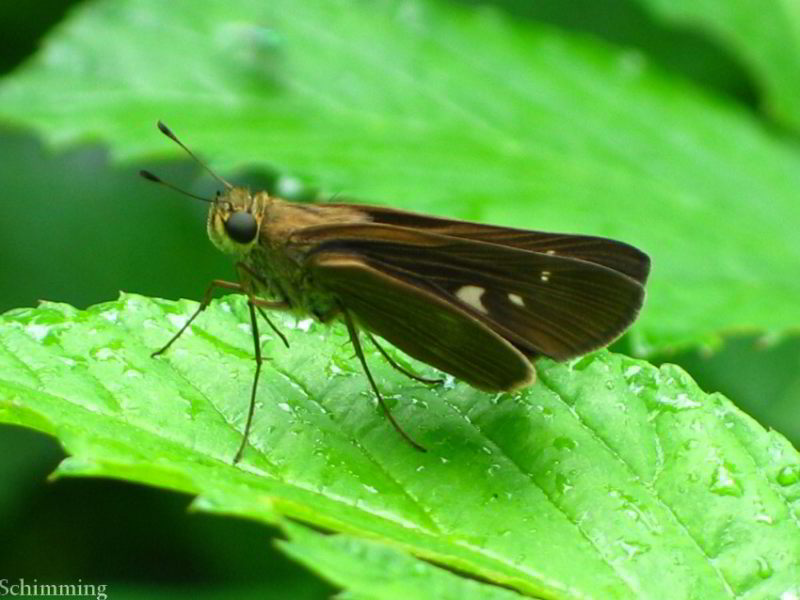 Ocola Skipper