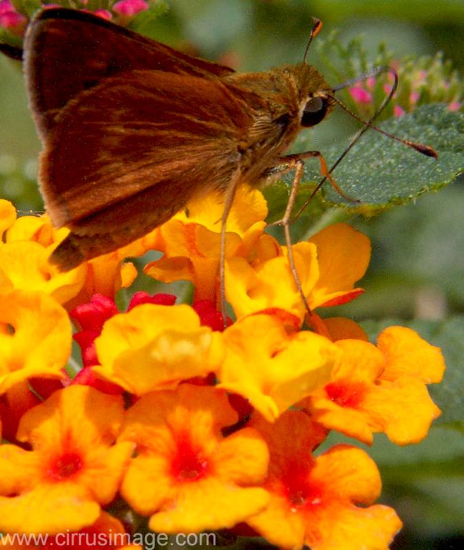 Southern Broken Dash Skipper