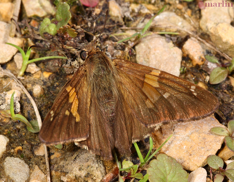 Silver-Spotted Skipper Butterfly