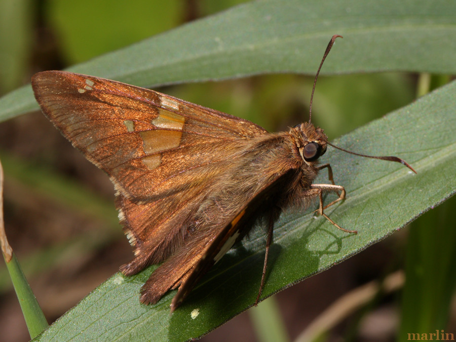 Silver-Spotted Skipper Butterfly