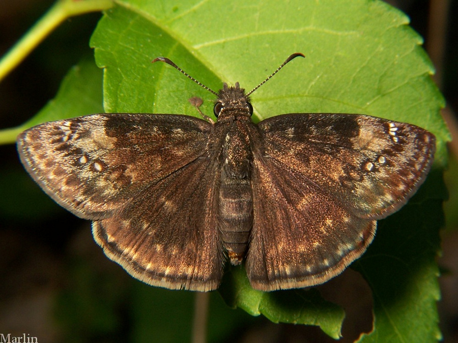 Wild Indigo Duskywing skipper