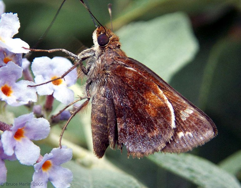Zabulon Skipper Butterfly - Poanes zabulon 