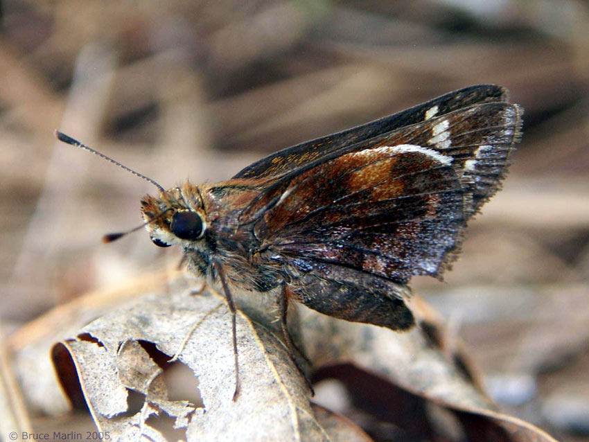 Zabulon Skipper Butterfly - Poanes zabulon 