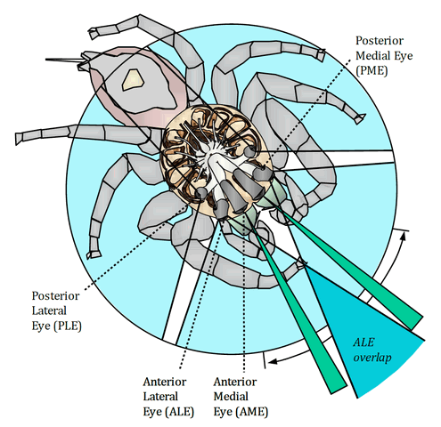 Jumping Spider Vision