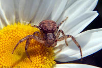 Crab Spider