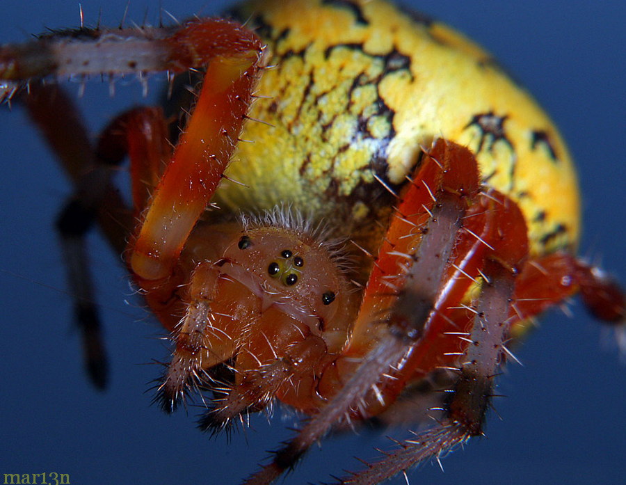 Marbled Orb Weaver Spider - Araneus marmoreus