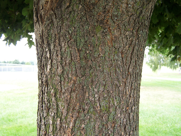 Crimson Maple Tree Bark