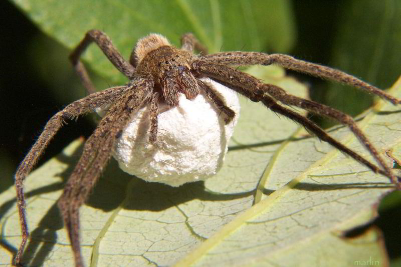 macro photo Nursery Web Spider