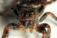 Bold Jumping spider