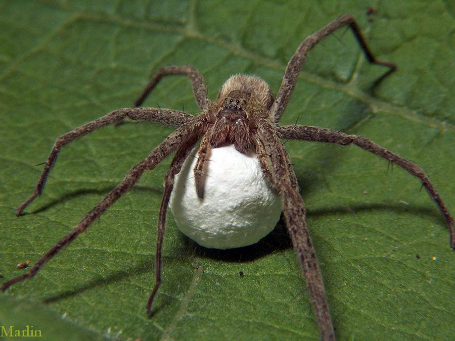 Nursery Web Spiderwith egg sac