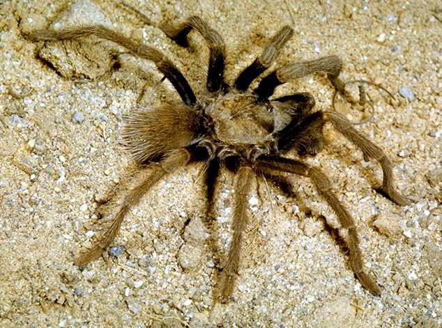 Common Tarantula