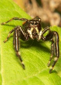 Jumping Spider